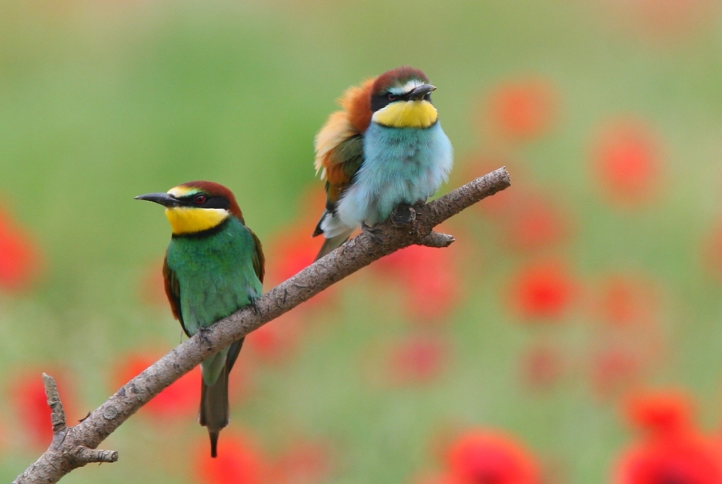 colori di primavera